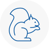 Looe Rodent Removals